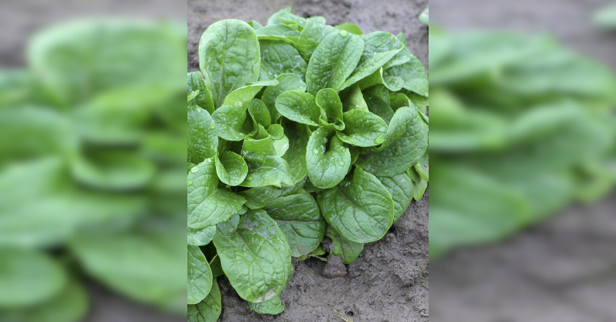 Feldsalat Vit Bio Feldsalatsorte Samenfest