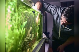Fadenalgen im Aquarium ohne Chemie bekämpfen/entfernen: Profi-Tipps für Aquaristen