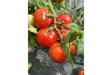 Tomate "Balkon Star" - BIO-Tomatensorte