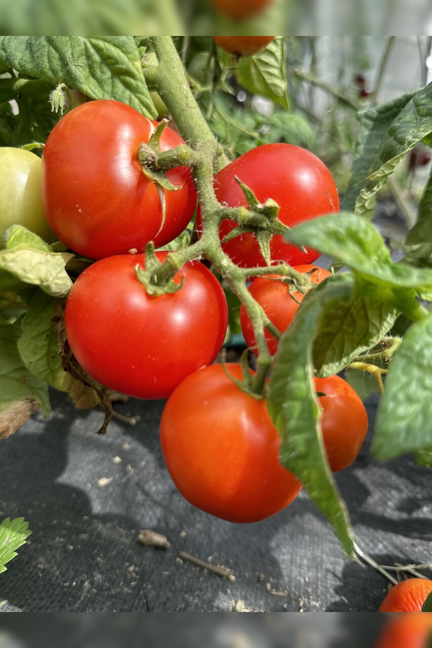 Tomate "Balkon Star" - BIO-Tomatensorte