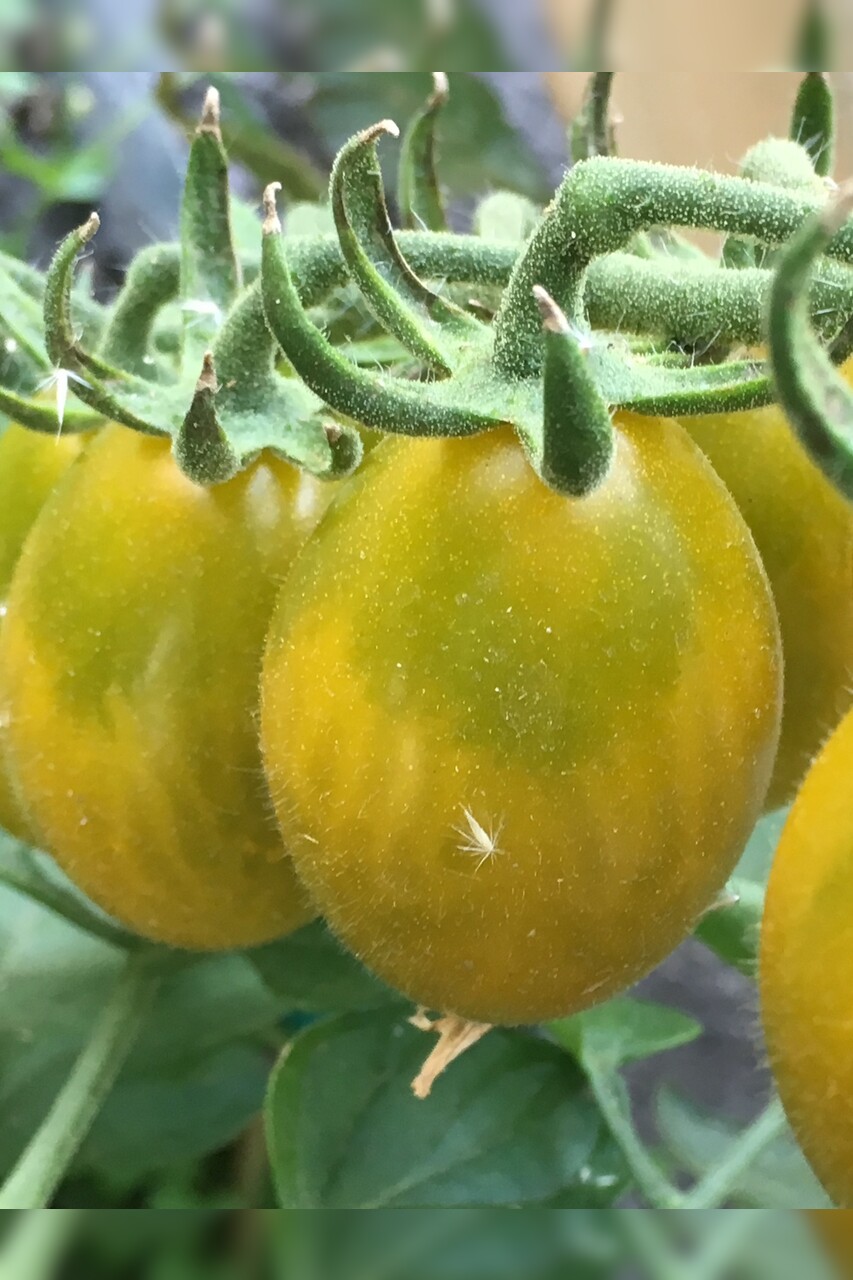 Tomate "Green Pear" - BIO-Tomatesorte [samenfest]