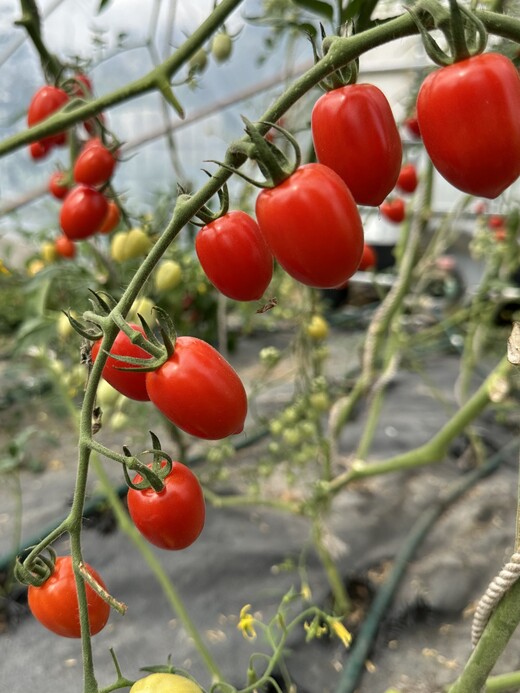 Tomate "Taubenherz" - BIO-Tomatensorte [samenfest]