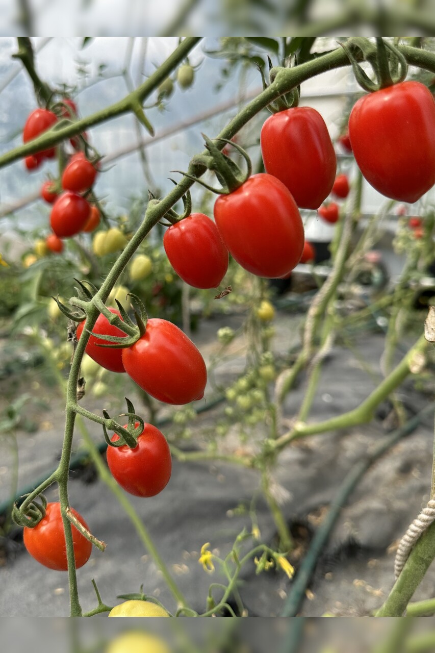 Tomate "Taubenherz" - BIO-Tomatensorte [samenfest]