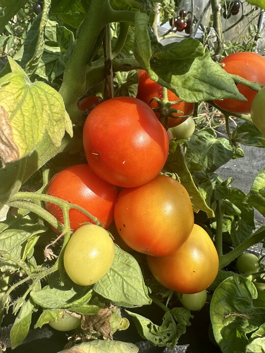 Tomate "Balkon Star" - BIO-Tomatensorte