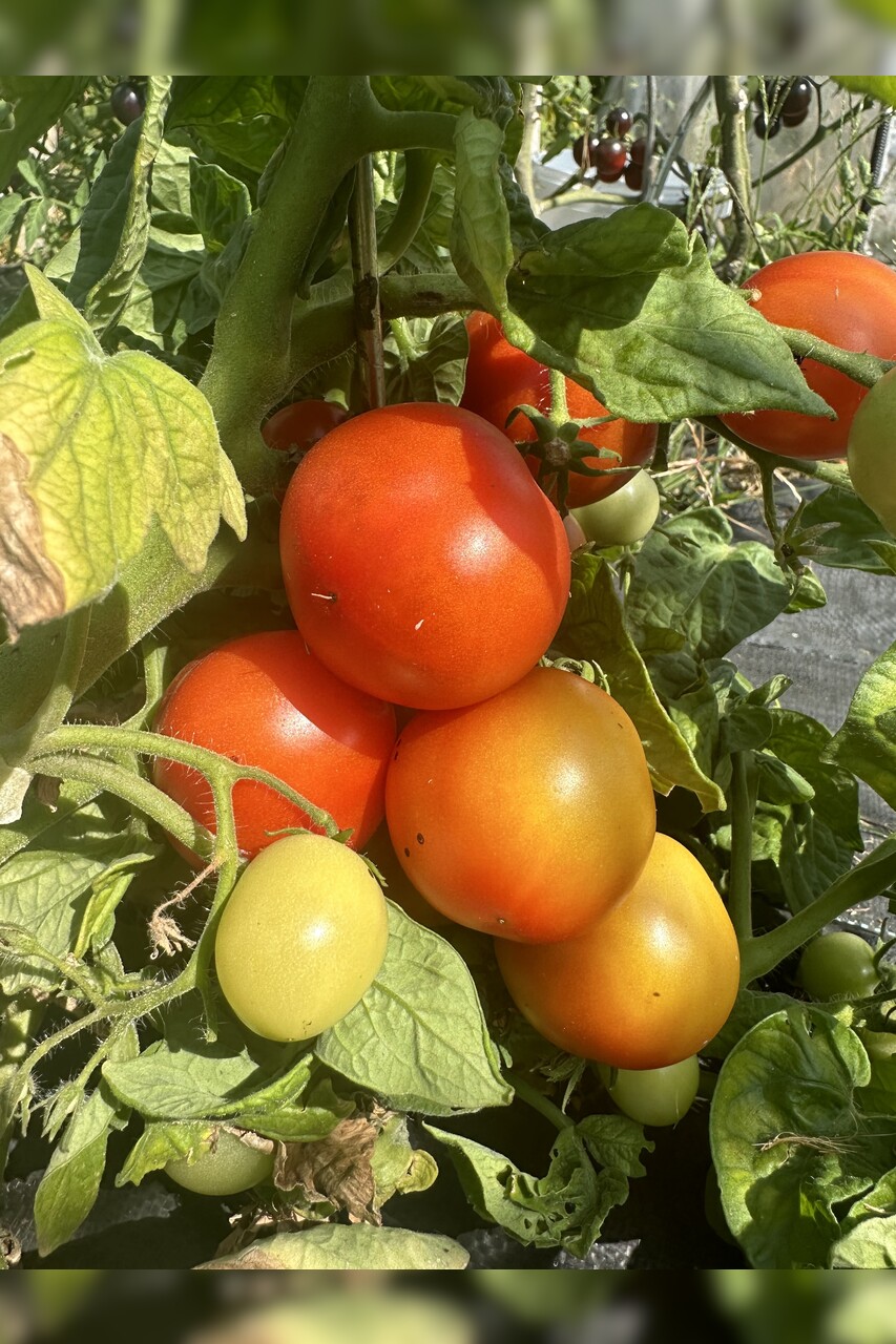 Tomate "Balkon Star" - BIO-Tomatensorte