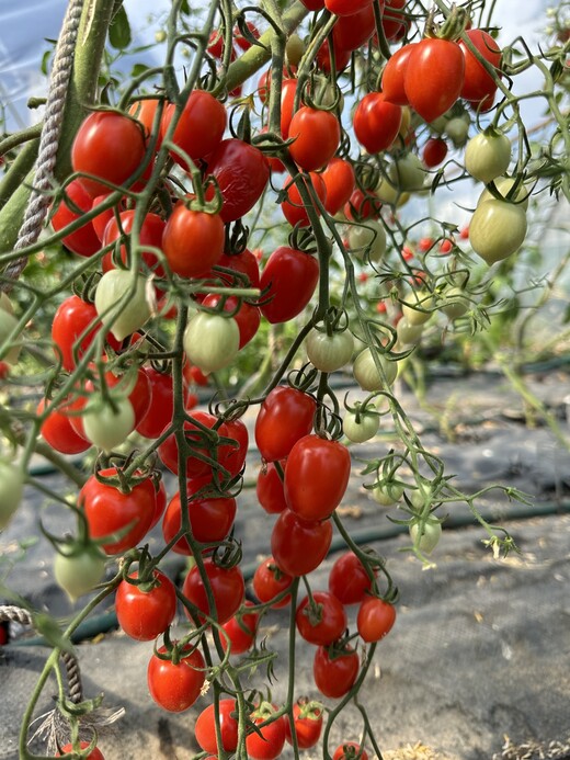 Tomate "Taubenherz" - BIO-Tomatensorte [samenfest]