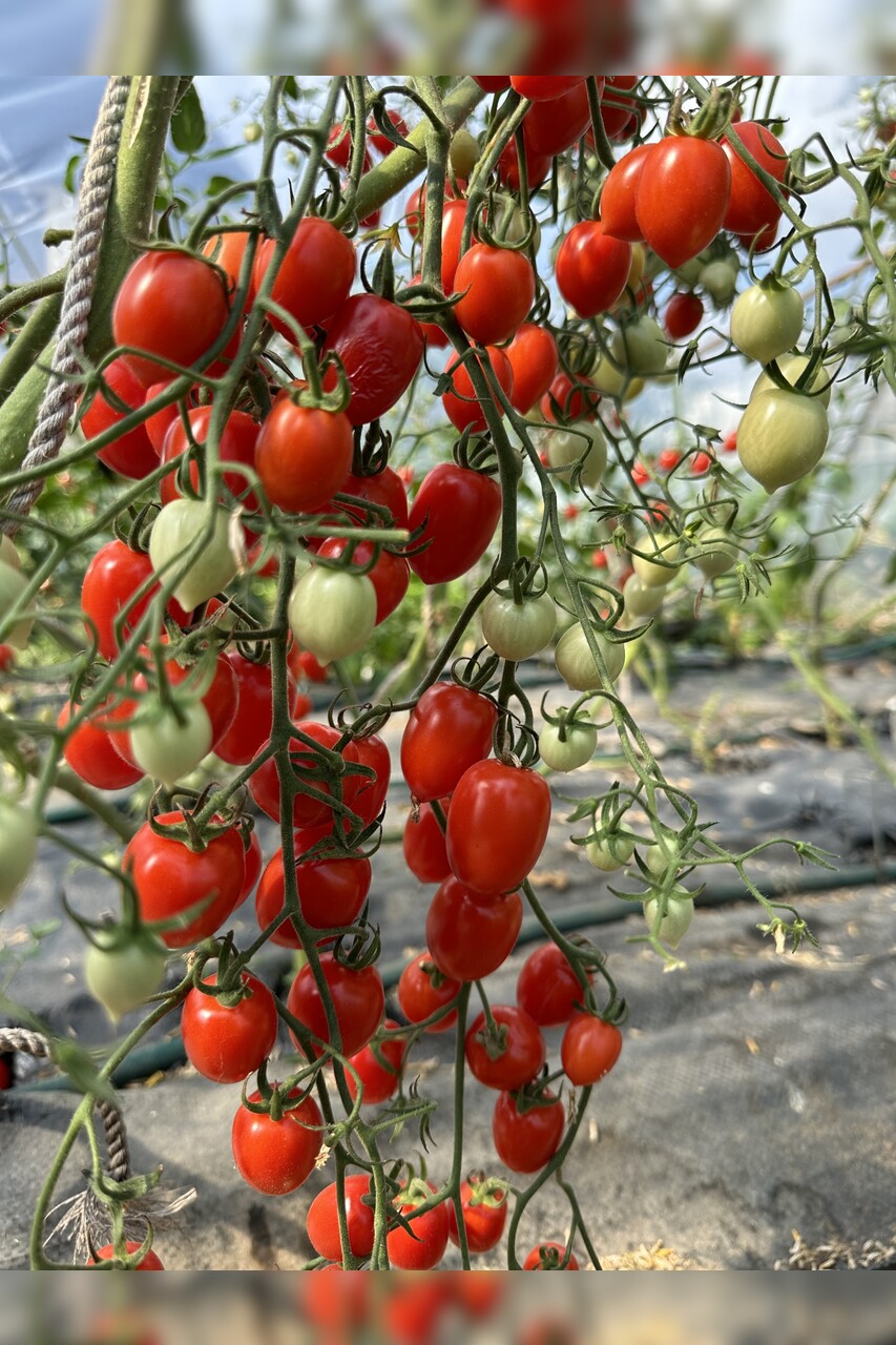 Tomate "Taubenherz" - BIO-Tomatensorte [samenfest]