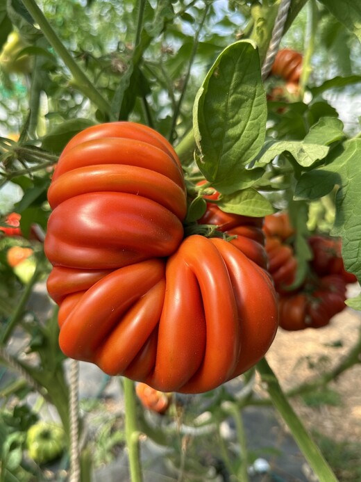 Tomate "Fleur de Reagir" - BIO-Tomatensorte [samenfest]