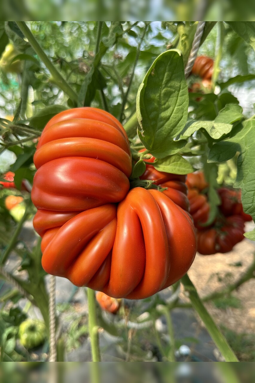 Tomate "Fleur de Reagir" - BIO-Tomatensorte [samenfest]