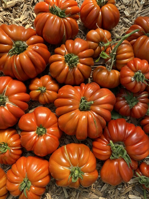 Tomate "Fleur de Reagir" - BIO-Tomatensorte [samenfest]