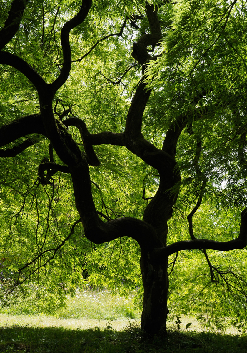 Fotokurs mit Fototour Schloß &amp; Botanischer Garten