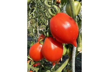 Tomate "italienische Wintertomate" - BIO-Tomatensorte