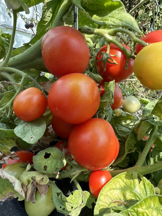 Tomate "Balkon Star" - BIO-Tomatensorte