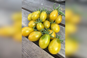 Tomate "Green Pear" - BIO-Tomatesorte [samenfest]