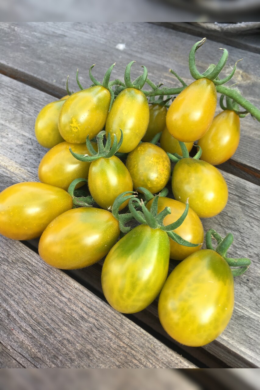 Tomate "Green Pear" - BIO-Tomatesorte [samenfest]