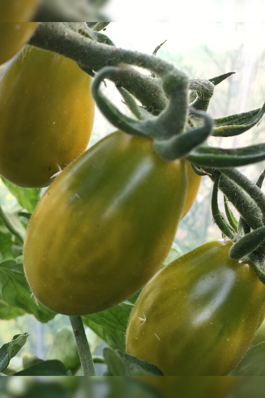 Tomate "Green Pear" - BIO-Tomatesorte [samenfest]