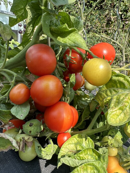 Tomate "Balkon Star" - BIO-Tomatensorte