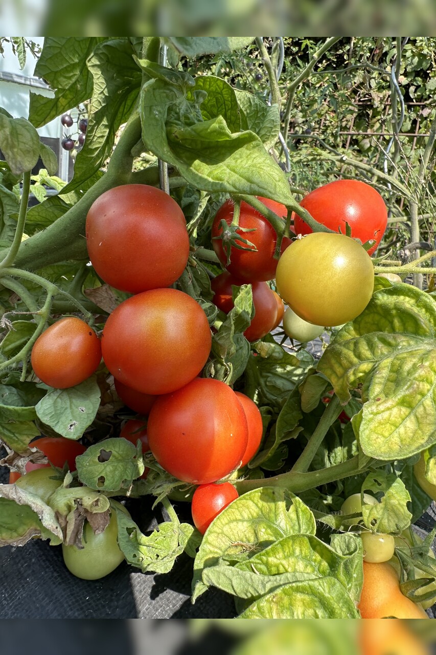 Tomate "Balkon Star" - BIO-Tomatensorte