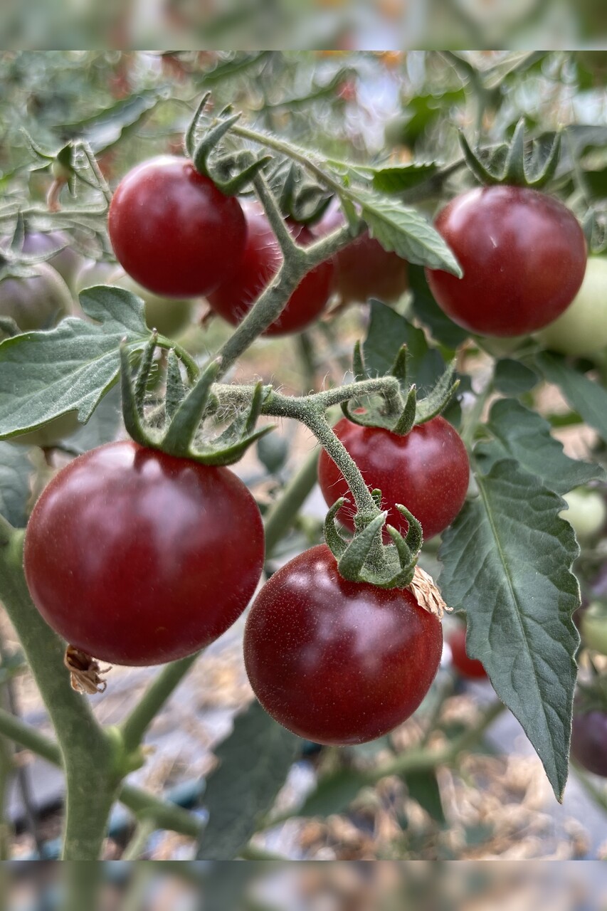 Tomaten Set "resistente Tomaten" - 4 robuste BIO-Sorten [samenfest]