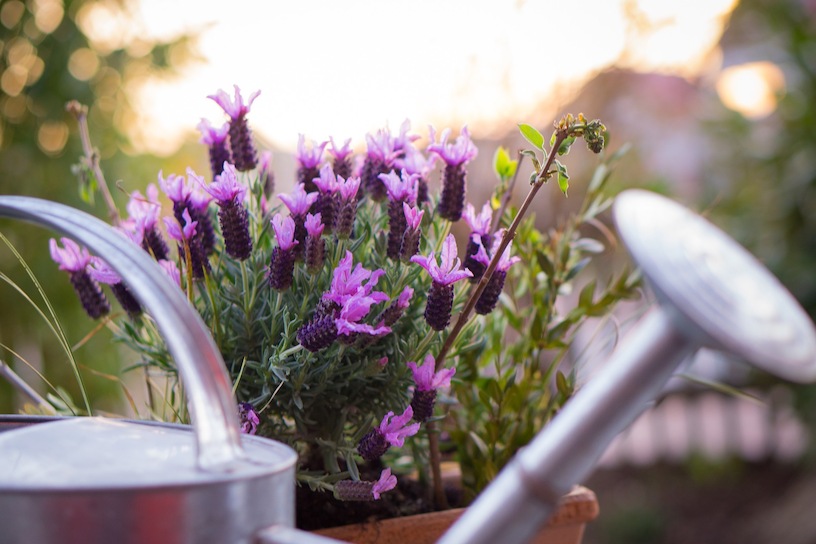 Mediterrane Pflanzen Fur Den Balkon Garten Tipps Tricks