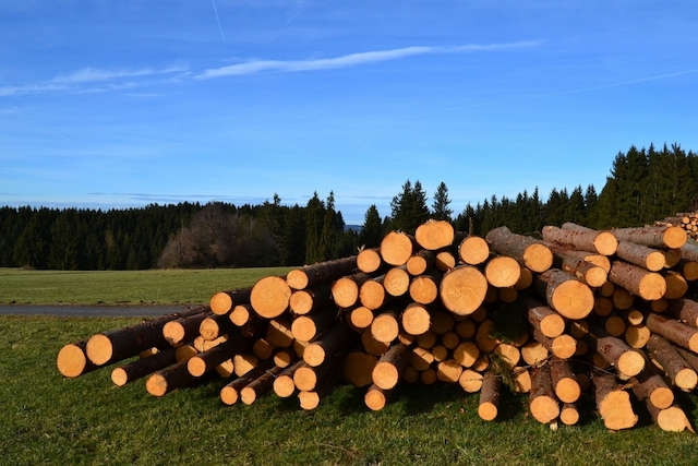 Baum fällen lassen Antrag & Kosten einer Baumfällung