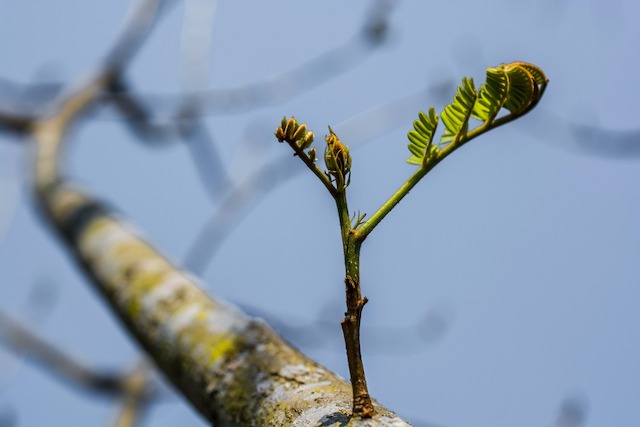 Baum umpflanzen [große & kleine] 7 Tipps und Tricks