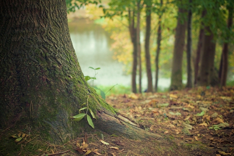 Baum Fallen Lassen Antrag Kosten Einer Baumfallung